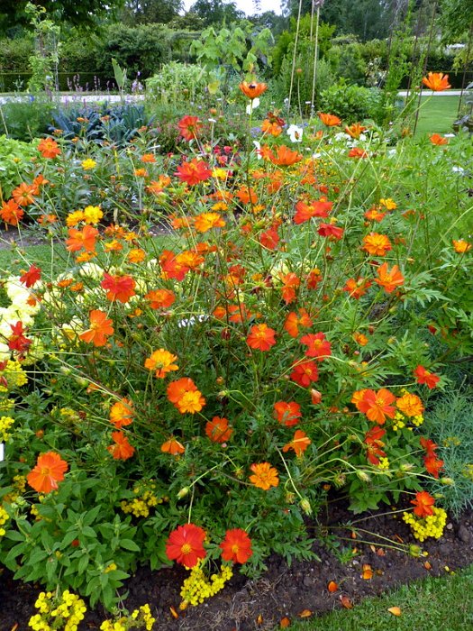Cosmos sulphureus 'Diablo' (2)